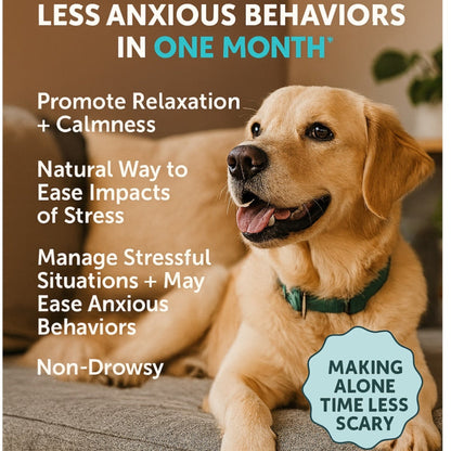 Calming Chews for Dogs – Natural Stress & Relaxation Support